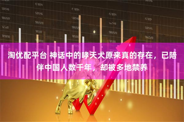 淘优配平台 神话中的哮天犬原来真的存在，已陪伴中国人数千年，却被多地禁养